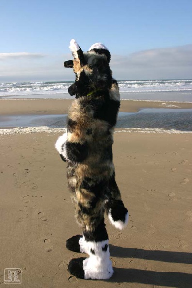 daiquiri beach seadog