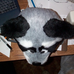 Raccoon Head