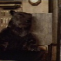 hnh16