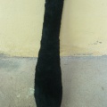 tail