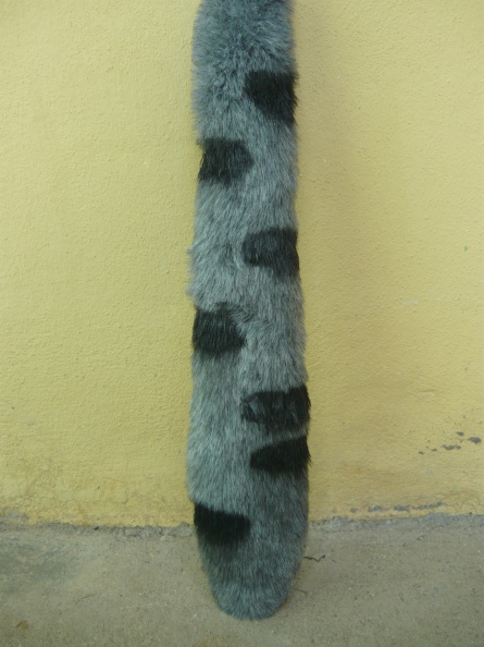 tail.JPG