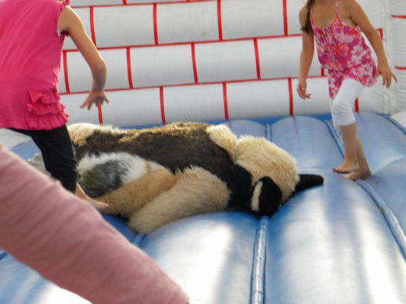 Racoon MantesParcExpo091