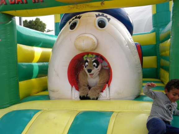 Racoon MantesParcExpo096