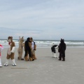 Kovudalion 201204 Jacksonville Beach 016