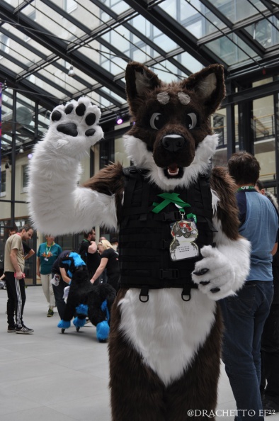 EF22 pictures by Drachetto