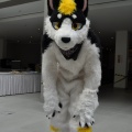 EF22 pictures by Drachetto