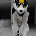 EF22 pictures by Drachetto