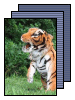 [tiger]