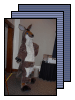 [Kangaroo ToyRoo]