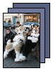 [200802 CologneFursuitWalk]