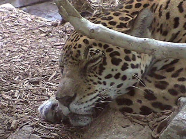 [Leopard05.jpg]