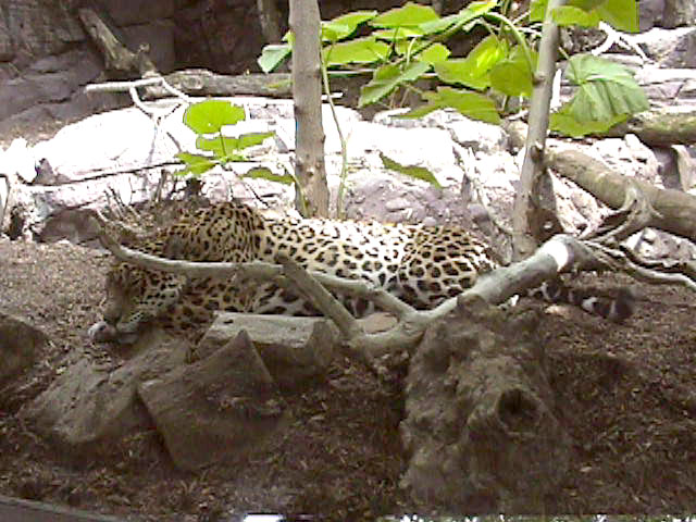 [Leopard06.jpg]