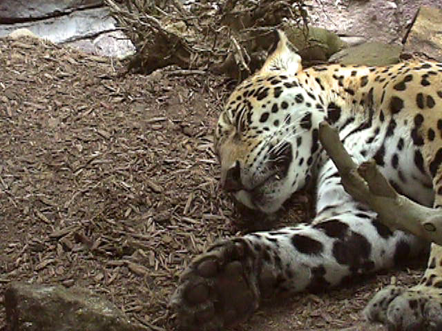 [Leopard09.jpg]