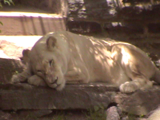 [Lion_Lioness03.jpg]