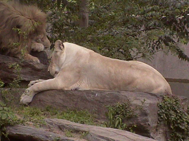 [Lion_Lioness10.jpg]