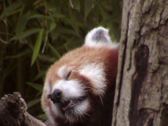 [RedPanda02.jpg]