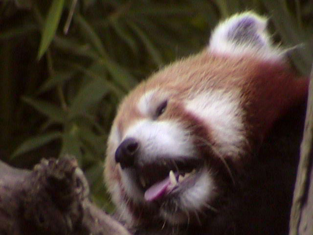 [RedPanda04.jpg]