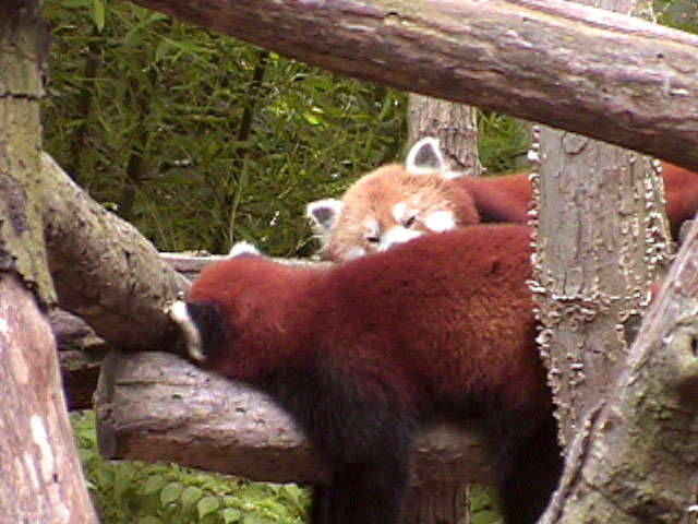 [RedPanda06.jpg]