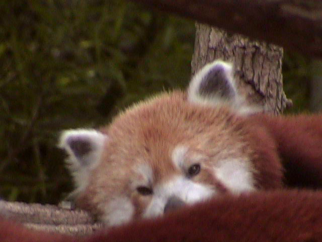 [RedPanda07.jpg]