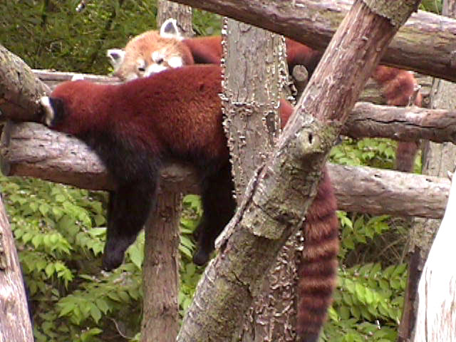 [RedPanda08.jpg]