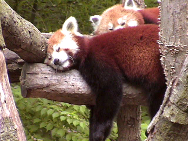 [RedPanda09.jpg]