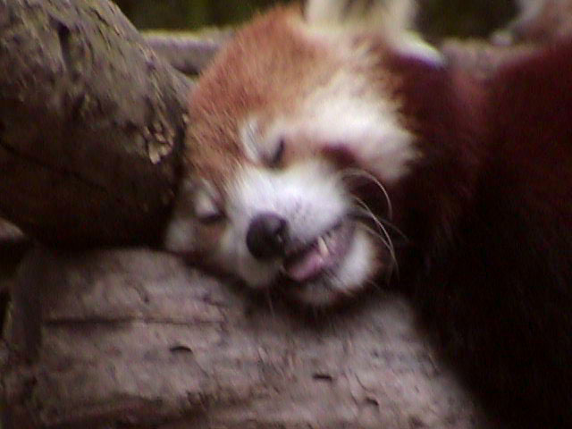 [RedPanda10.jpg]