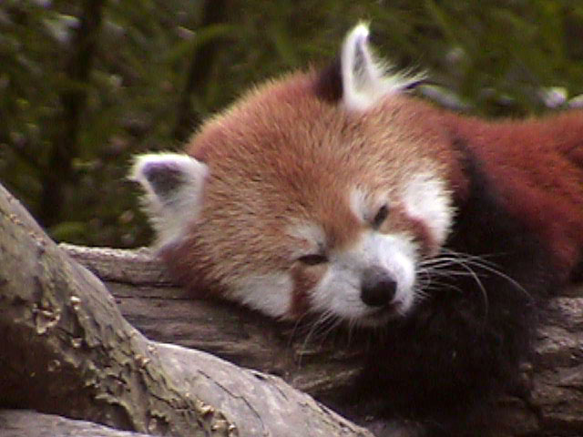 [RedPanda24.jpg]