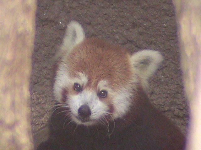 [RedPanda26.jpg]