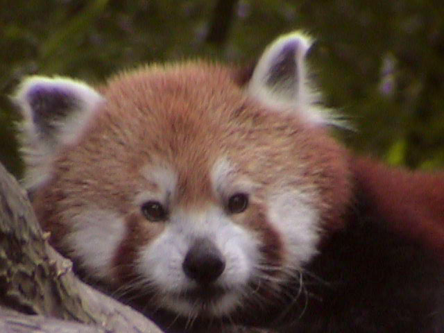 [RedPanda29.jpg]