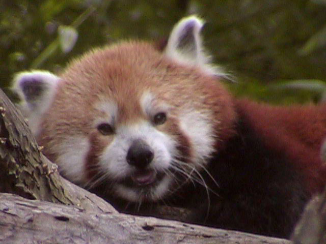 [RedPanda30.jpg]