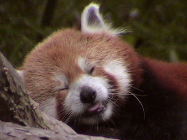 [RedPanda36.jpg]