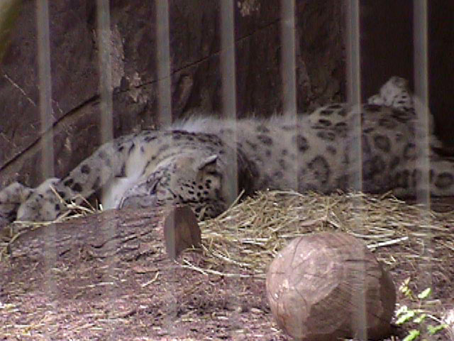 [SnowLeopard1.jpg]