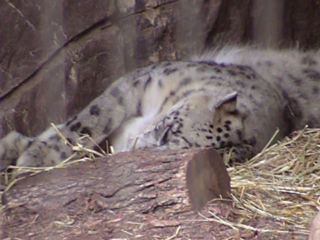 [SnowLeopard2.jpg]