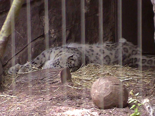 [SnowLeopard3.jpg]