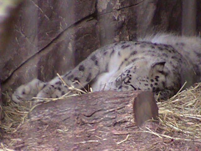 [SnowLeopard4.jpg]