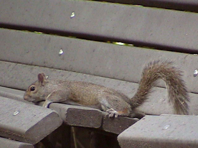 [Squirrel06.jpg]