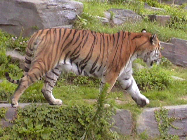 [Tiger09.jpg]