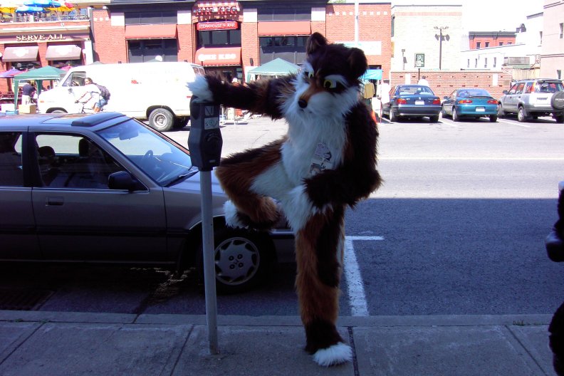 [Furbo_CACE2002_02.jpg]