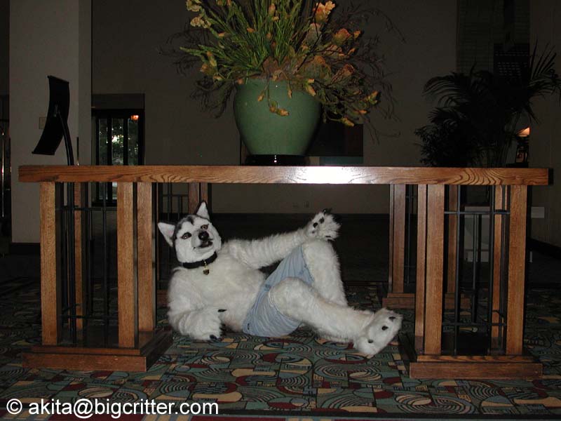 [Akita_Inus_MFF03_042.jpg]