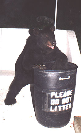 [bearintrash.jpg]