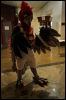 [< previous image]