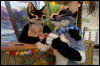 [< previous image]