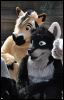 [< previous image]