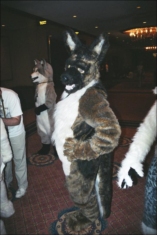 [Furbo_AC2002_ocicat.jpg]