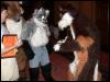 [Timduru AC20020712 078 SteelClaw Furbo]