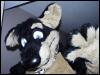 [WallyWolf AC2005 Suiter01]