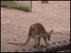 [Kangaroo1]