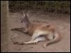 [Kangaroo2]