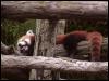 [RedPanda03]