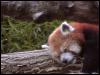 [RedPanda39]